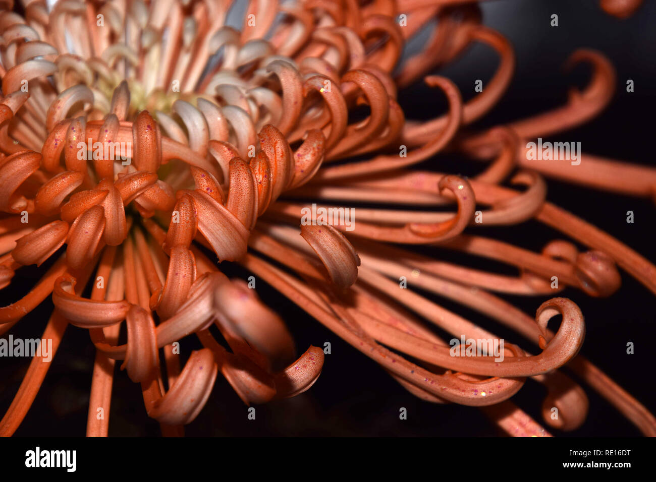 bright-orange mums type fireworks, orange spider chrysanthemums old