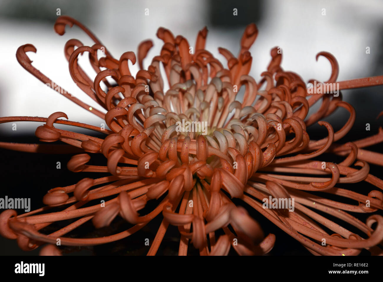 spider mums with glitter particles in front of grey background in