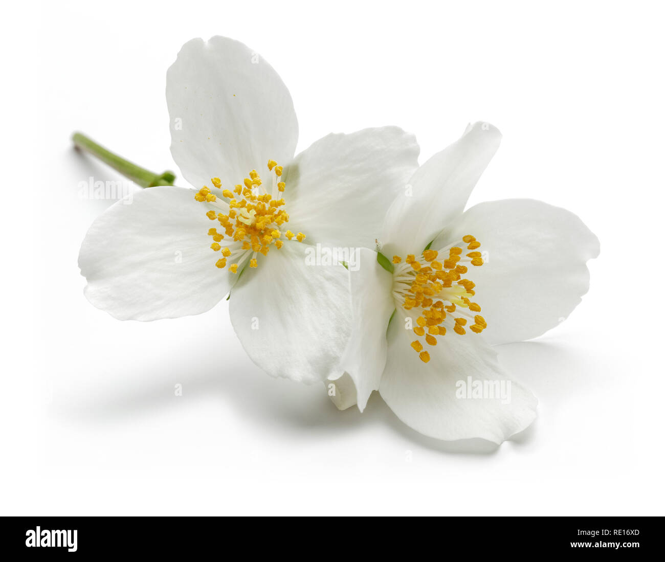 White jasmine flowers isolated on white background Stock Photo - Alamy