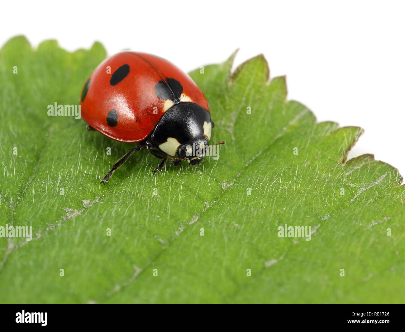 Ladybug on the green leaf, macro shot Stock Photo