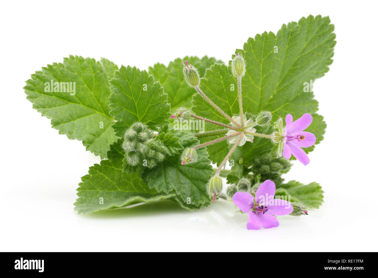 Mallow plant with flowers and leaves isolated on white background Stock ...