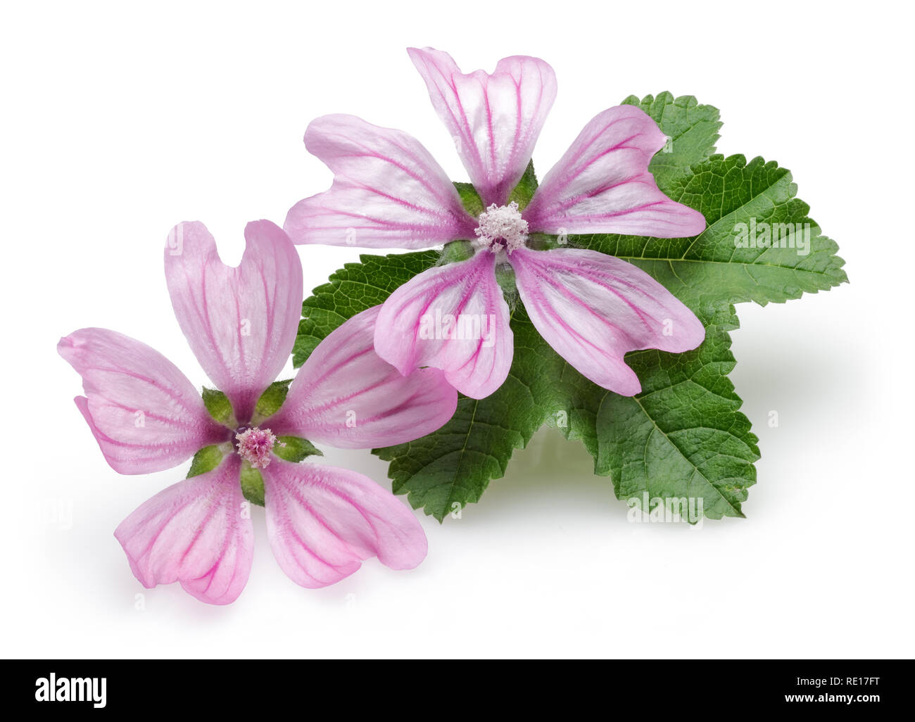 Mallow plant with flowers and leaves isolated on white background Stock ...