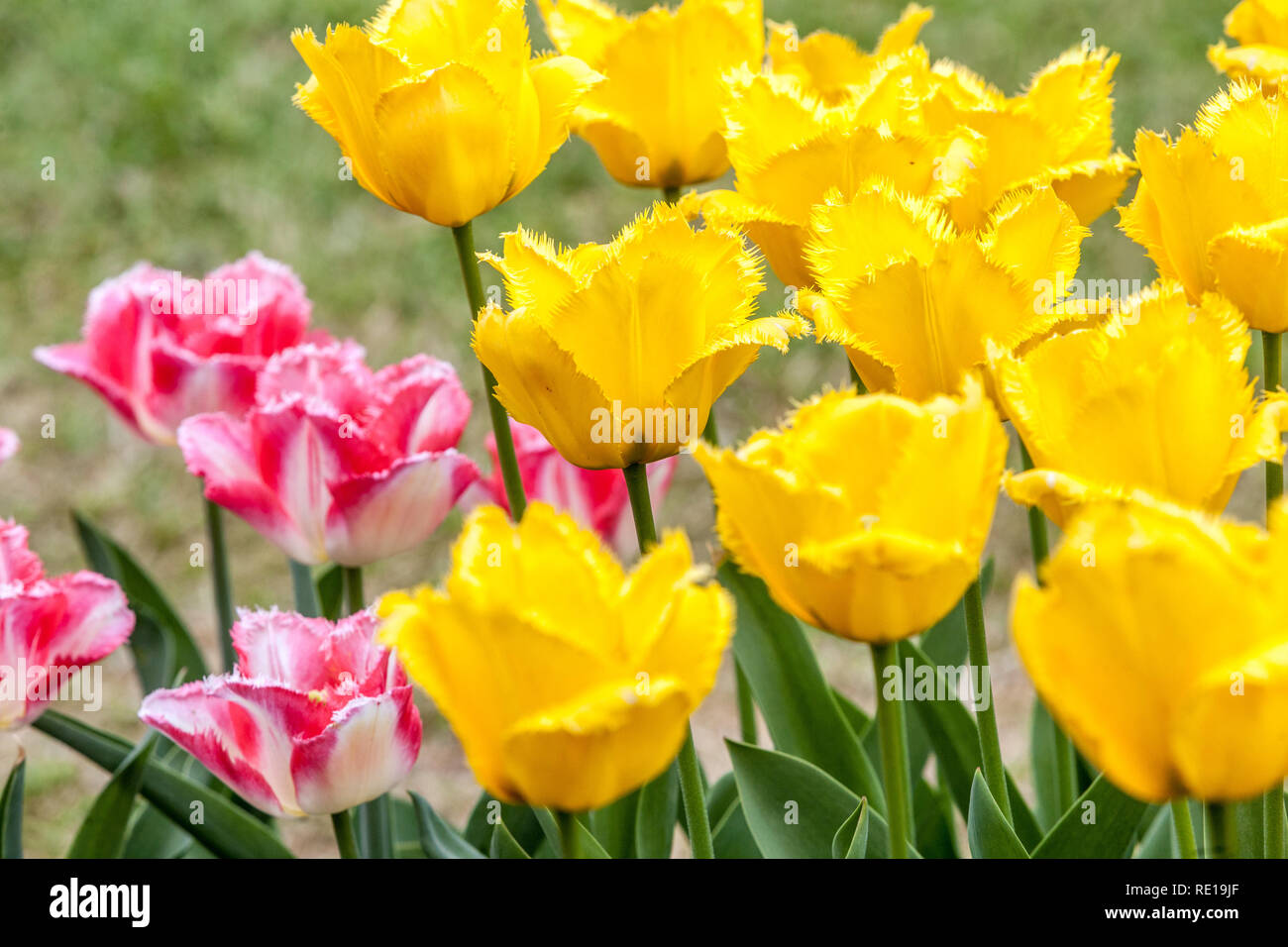 Flowerbeds colourful garden tulips, spring yellow tulips, garden tulips Stock Photo