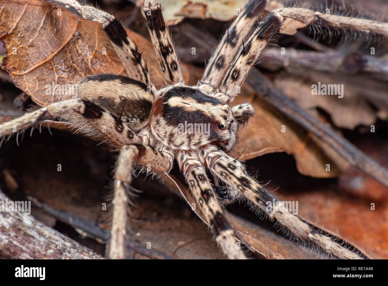 Marbled wolf spider (Lycosidae) foraging on the rainforest floor Stock Photo