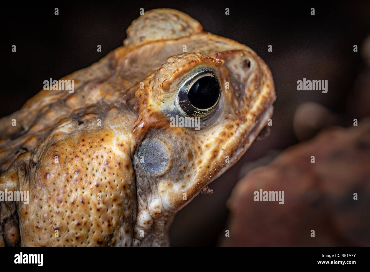 Close up portrait of cane toad in tropical rain forest, Queensland ...