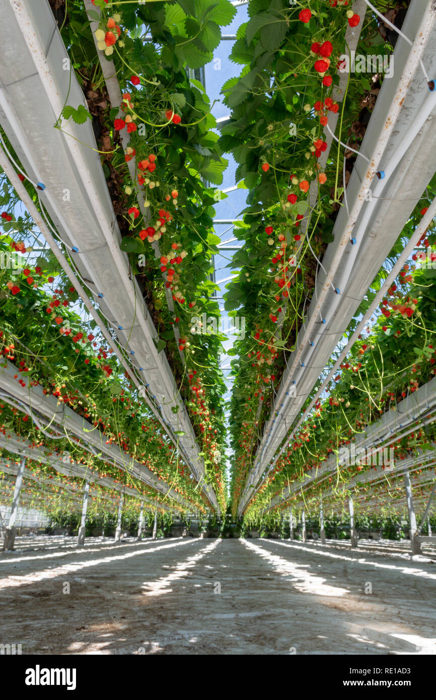 Greenhouse with rows of ripe big red strawberries plants, ready for ...