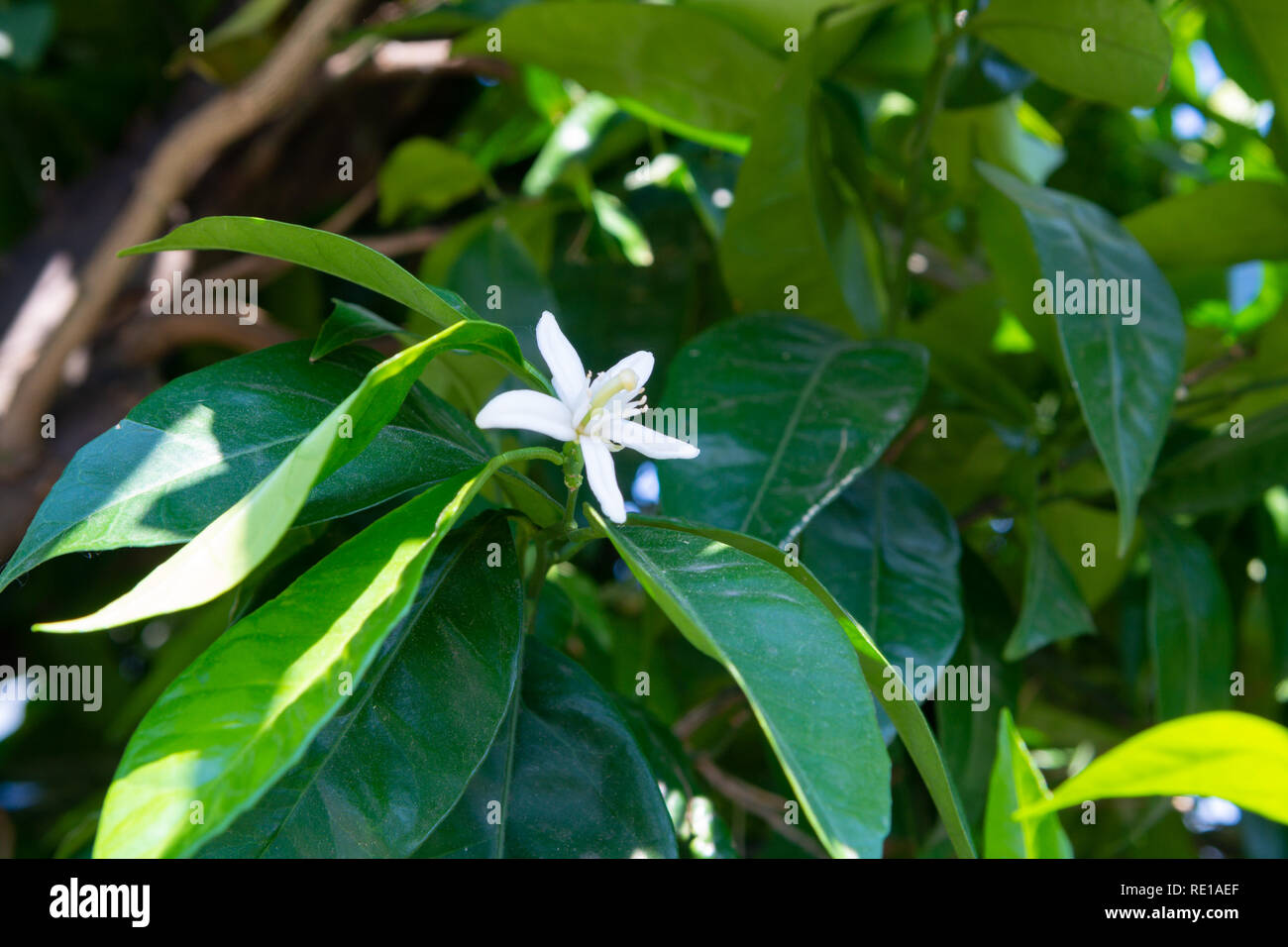 Seasonal blossom of aromatic orange tree flowers in orchard Stock Photo