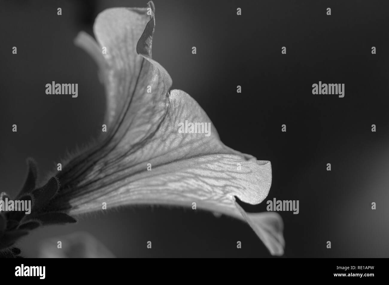 Beautiful petunia Black and White Stock Photos & Images - Alamy