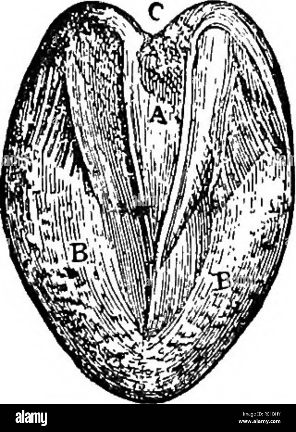 . American horses and horse breeding. A complete history of the horse from the remotest period