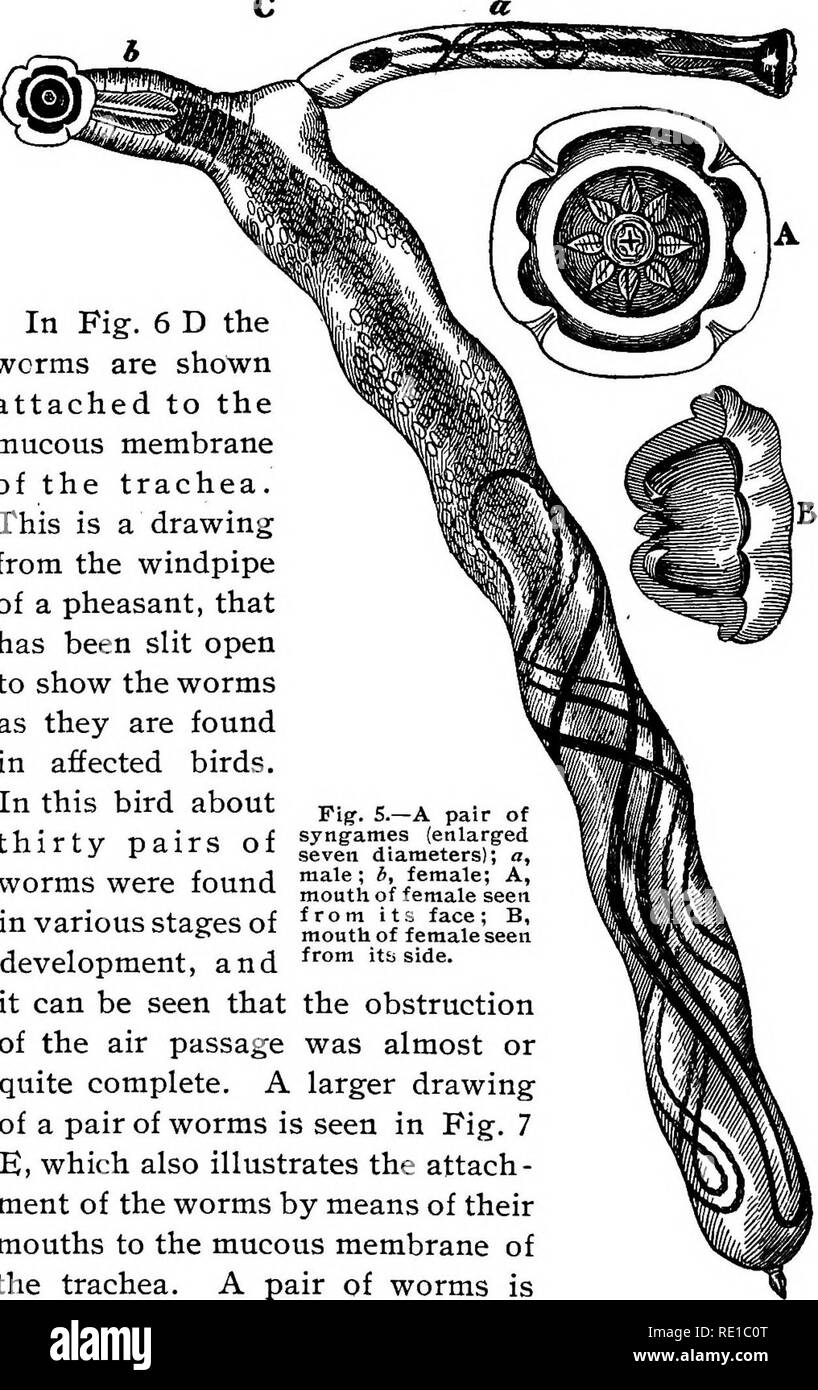 . The diseases of poultry . Poultry; 1899. 42 DISEASES OF POULTRY. c. In Fig. 6 D the worms are shown attached to the mucous membrane of the trachea. This is a drawing from the windpipe of a pheasant, that has been slit open to show the worms as they are found in affected birds. In this bird about ^ig. s.-a pair of tTlirtv nairs of sy&quot;games (enlarg-ed iniriy pdirs, oi ^^^^ diameters); a, worms were found Solfti of fe'mail'U^i in various stages of f„-- i| Lm?eU?,; development, and f&quot;&quot; &quot;^side. it can be seen that the obstruction of the air passage was almost or quite complet Stock Photo