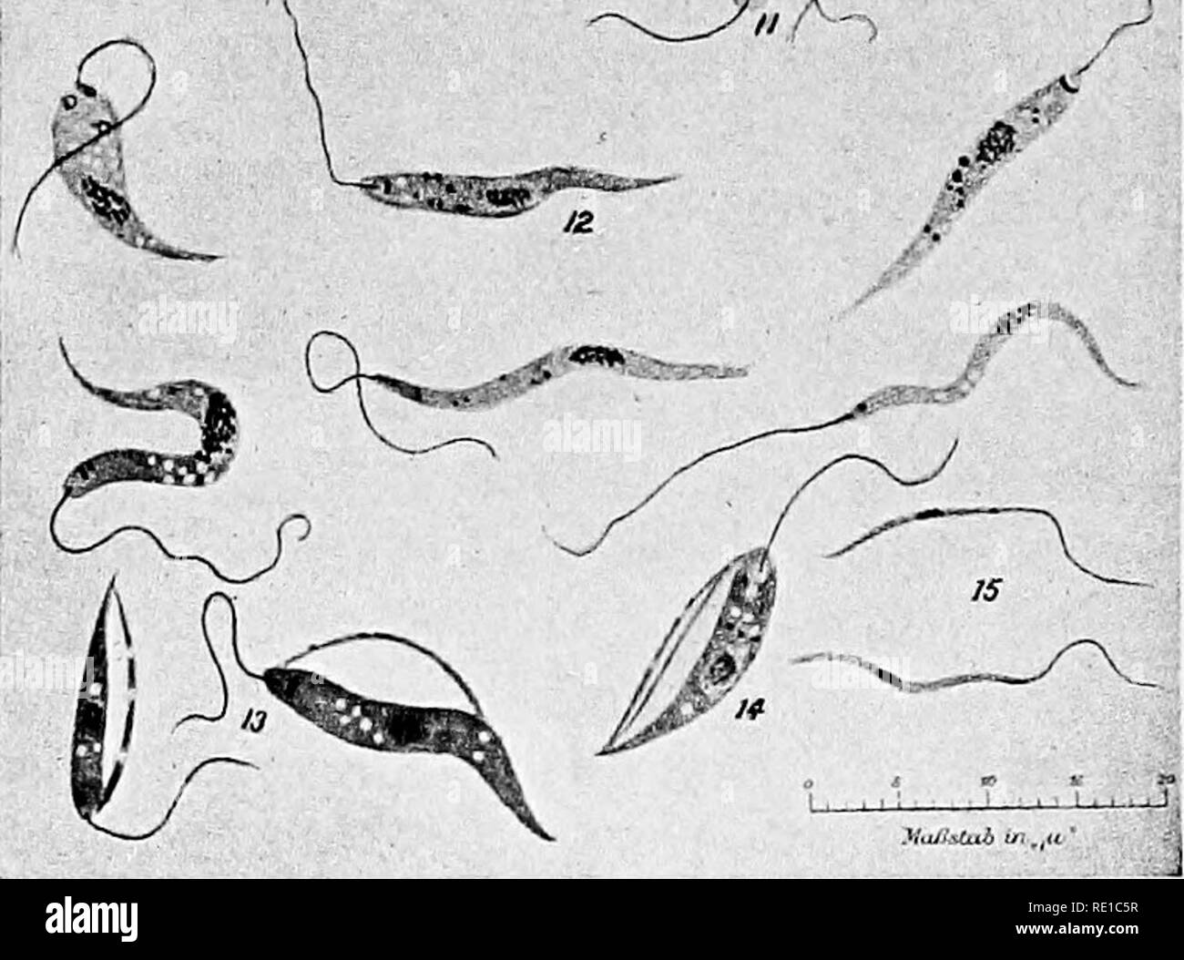 . A text-book upon the pathogenic Bacteria and Protozoa for students of medicine and physicians. Bacteriology; Pathogenic bacteria; Protozoa. S64 Kala-Azar Leishman's, or Jenner's stains) and examined under a high magnifi- cation, it is found that the protoplasm takes a pinkish color and contains two well-defined bright red bodies. The larger of these is ovoid and lies excentrically, its long diameter corresponding to (W âº, J.K^'*&gt;i. ..Â«â â &gt;Â¥ -? -^^ 'mi (SÂ» ^JÂ» ^y 4, ^nJr^-^'. Fig. 220.âEvolution of the parasite of kata-azar: i to $. Parasites of kala- azar. i. Isolated parasites o Stock Photo