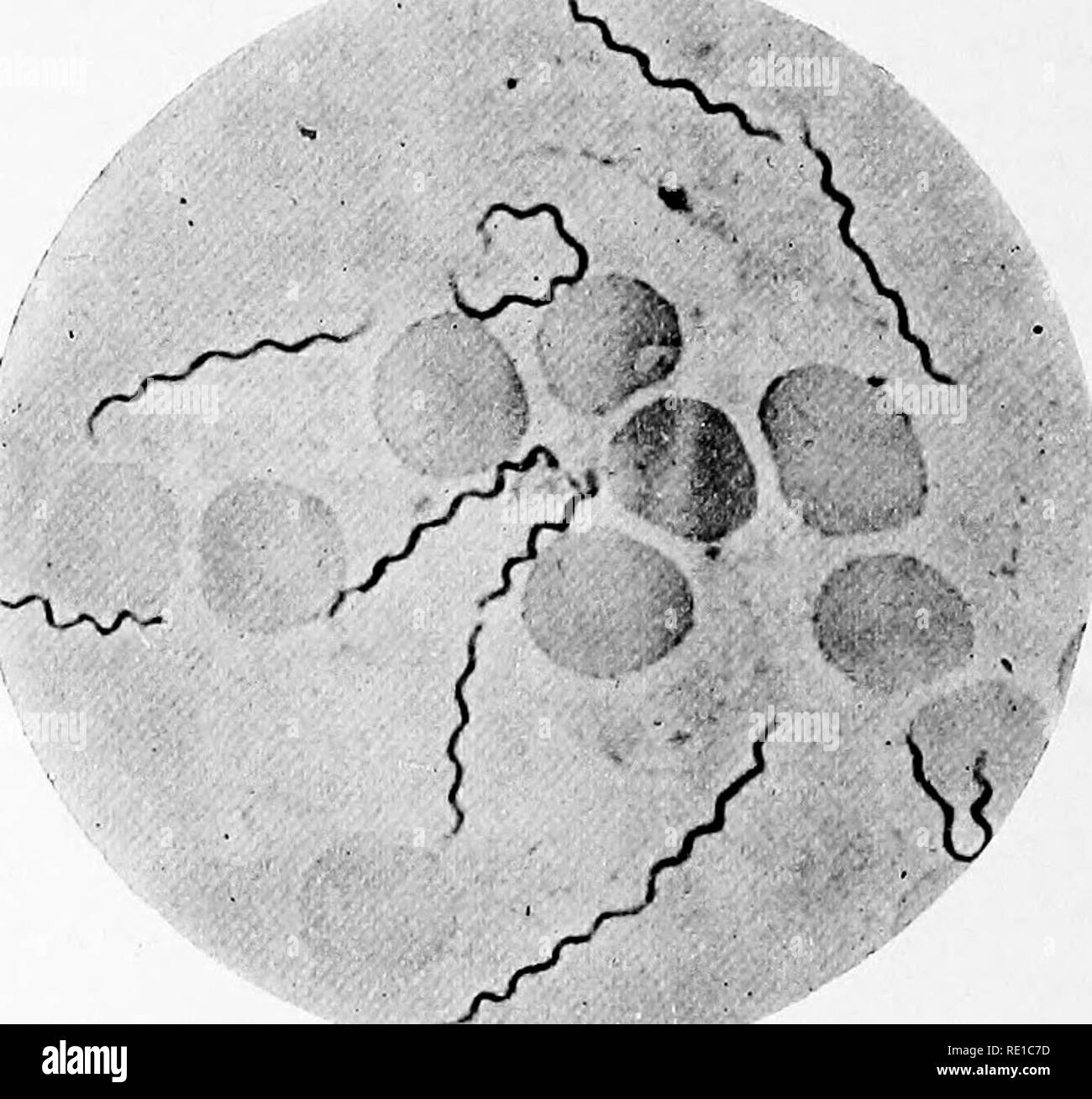 . A text-book upon the pathogenic Bacteria and Protozoa for students of medicine and physicians. Bacteriology; Pathogenic bacteria; Protozoa. 522 Relapsing Fever thing caused by the same parasite, or whether they are dififerent diseases caused by slightly different parasites. If Nuttall be correct, there are no adequate grounds upon which to conclude that the spirochetes are really different species. On this account, and as the differences between the organisms are minute, it scarcely seems well to devote space to the consideration of each, but better to select the oldest and the best knownâSp Stock Photo