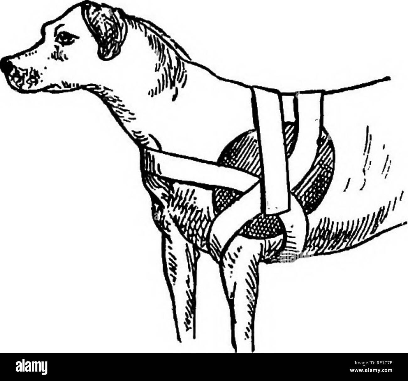 Scapula dog hires stock photography and images Alamy