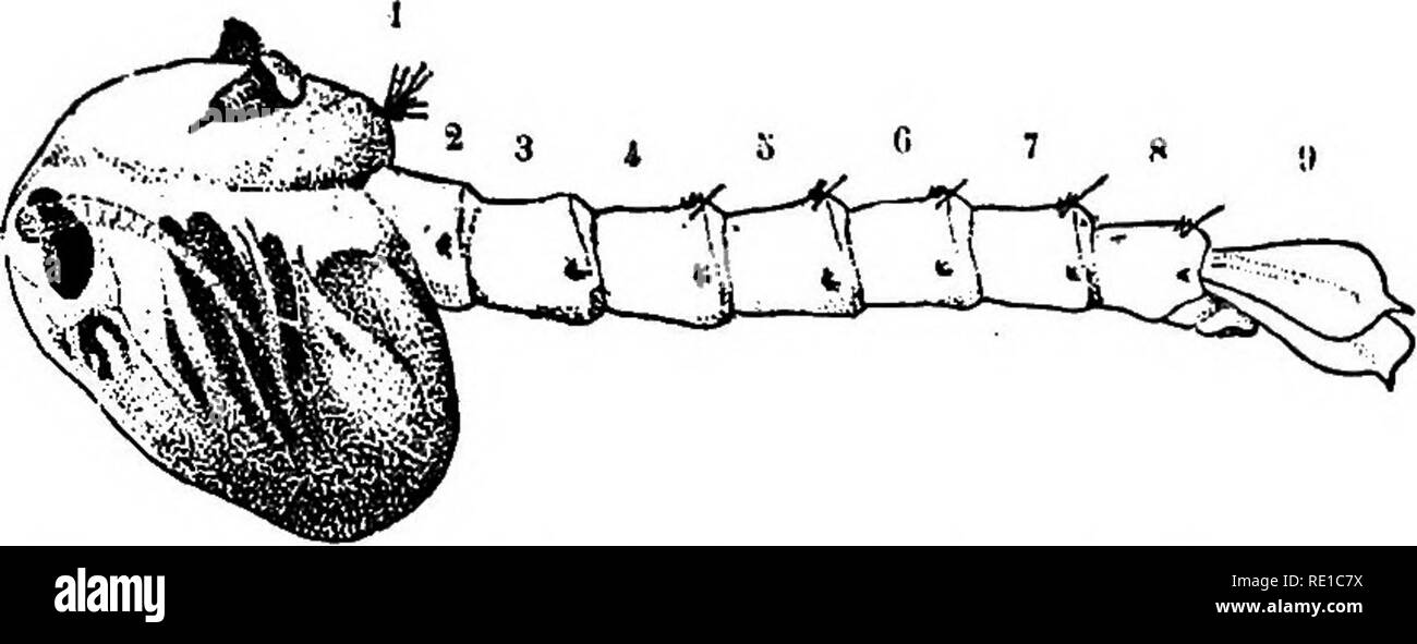 . A text-book upon the pathogenic Bacteria and Protozoa for students of medicine and physicians. Bacteriology; Pathogenic bacteria; Protozoa. Mosquitoes and Malarial Fever 517 tic and oviposit in wells, cisterns, water-butts, cans and any other available collection of water. The eggs are laid as the female hovers upon the surface, touch- ing the water from time to time, with the tip of the abdomen, each i 3 I a 0 7 8. Fig. 193.—Pupa of Anopheles maculipennis (Brumpt). Brushes /' . Maxillary palyp Antenna , Eye &quot; Head .... Thorax. Please note that these images are extracted from scanned pa Stock Photo