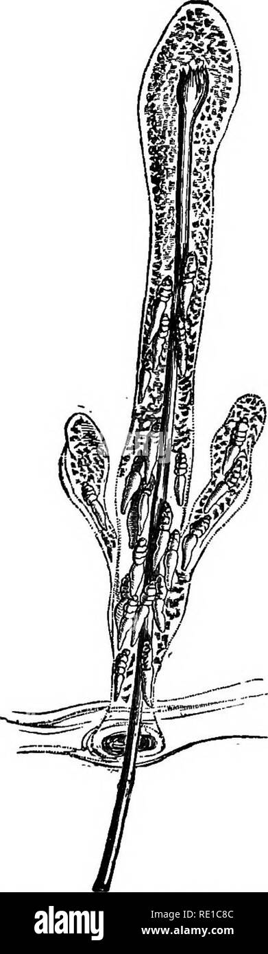 Hair Follicle Black And White Stock Photos Images Alamy