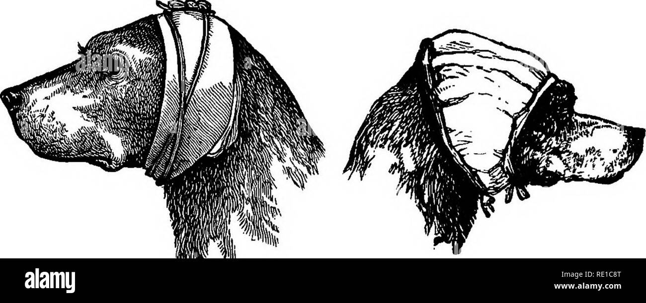 Long eared dogs hires stock photography and images Alamy