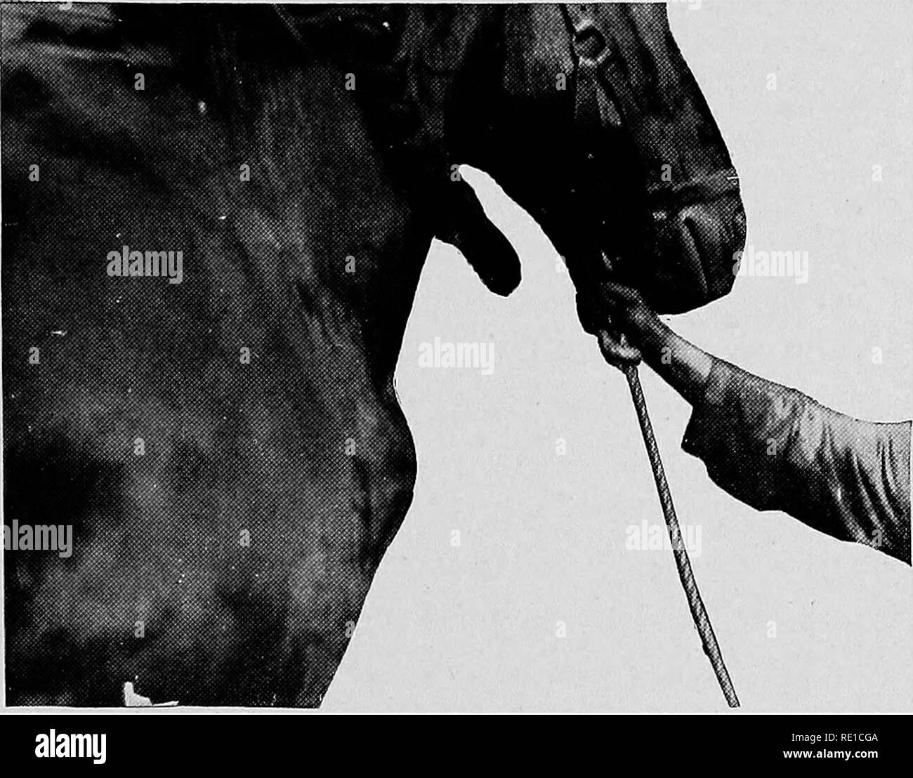 . Fistula of the withers and pollevil . Fistula; Horses. TREATMENT 99