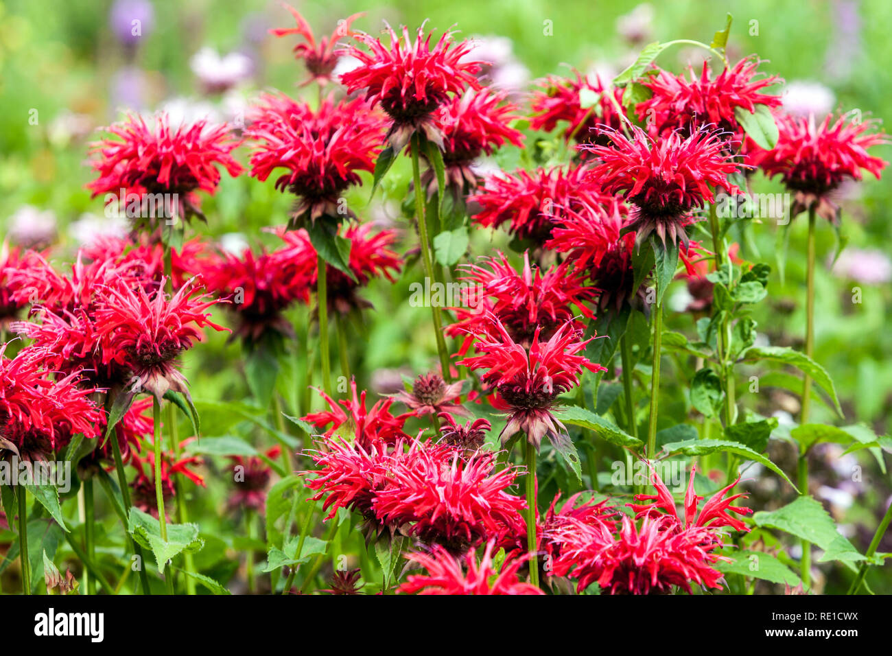 Beautiful red perennial garden plant, Bee Balm, Oswego Tea, Beebalm, Bergamot - Monarda Stock Photo