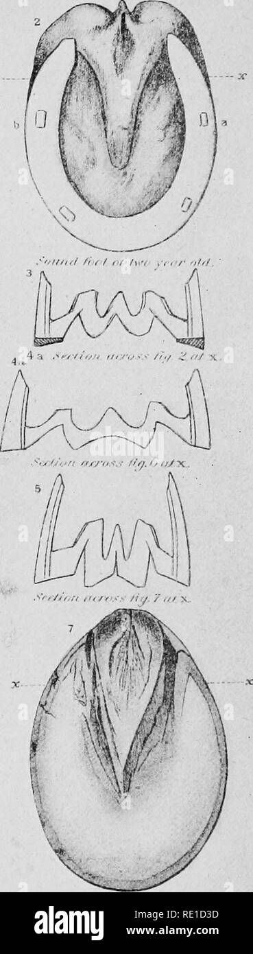. Special report on diseases of the horse. Horses. S('iJ/i4i hHi r7t/i r'oof. /^a(i(y rfjufra^frii foot. SOT'ND AND CM)NTR ACTRI) Fh:tn&quot;. Please note that these images are extracted from scanned page images that may have been digitally enhanced for readability - coloration and appearance of these illustrations may not perfectly resemble the original work.. United States. Bureau of Animal Industry; Adams, John William, 1862-; Eichhorn, Adolph, 1875-; Hall, Maurice Crowther, 1881-; Harbaugh, William Heyser; Holcombe, Allen Anderson, 1850-1920; Huidekoper, Rush Shippen, 1854-1901; Law, James Stock Photo