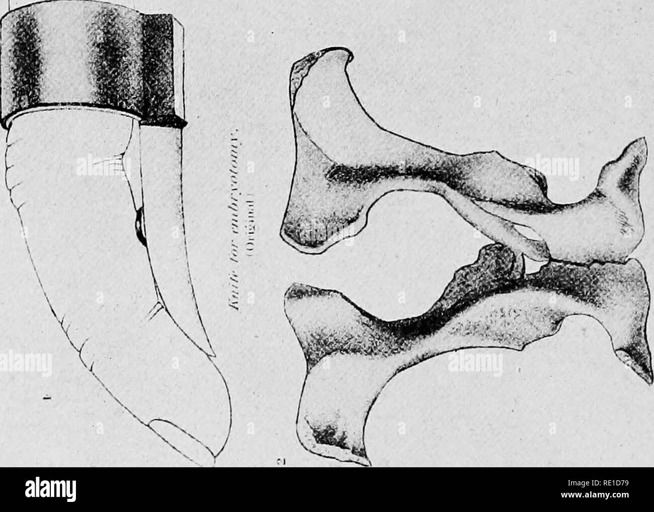 . Special report on diseases of the horse. Horses. .^m I â -:4t*i.. K 0 cq &lt; P D M H 0 H 0 0 0. Please note that these images are extracted from scanned page images that may have been digitally enhanced for readability - coloration and appearance of these illustrations may not perfectly resemble the original work.. United States. Bureau of Animal Industry; Adams, John William, 1862-; Eichhorn, Adolph, 1875-; Hall, Maurice Crowther, 1881-; Harbaugh, William Heyser; Holcombe, Allen Anderson, 1850-1920; Huidekoper, Rush Shippen, 1854-1901; Law, James, 1838-1921; Liautard, Alexandre FrancÌ§ois  Stock Photo