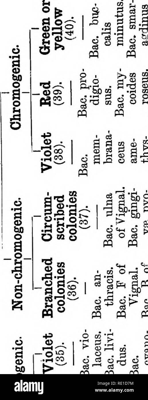 Bacteriological Diagnosis Bacteria M Co M Quot So A O H W A Ca Quot S S Oq A G P 1 Lt J W Pq Amp