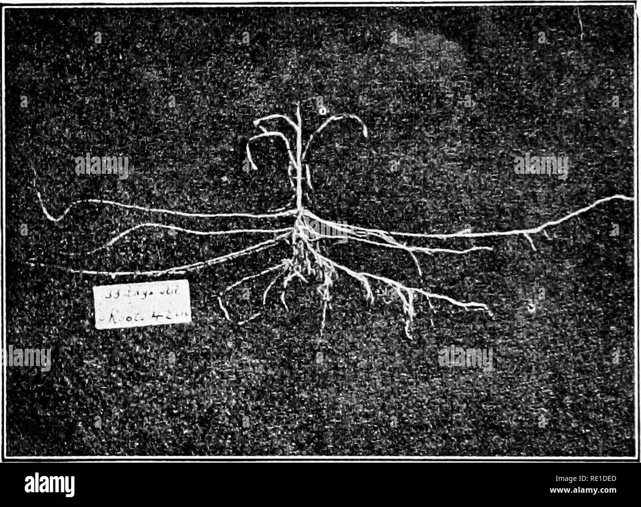 Corn growth stages Black and White Stock Photos & Images Alamy