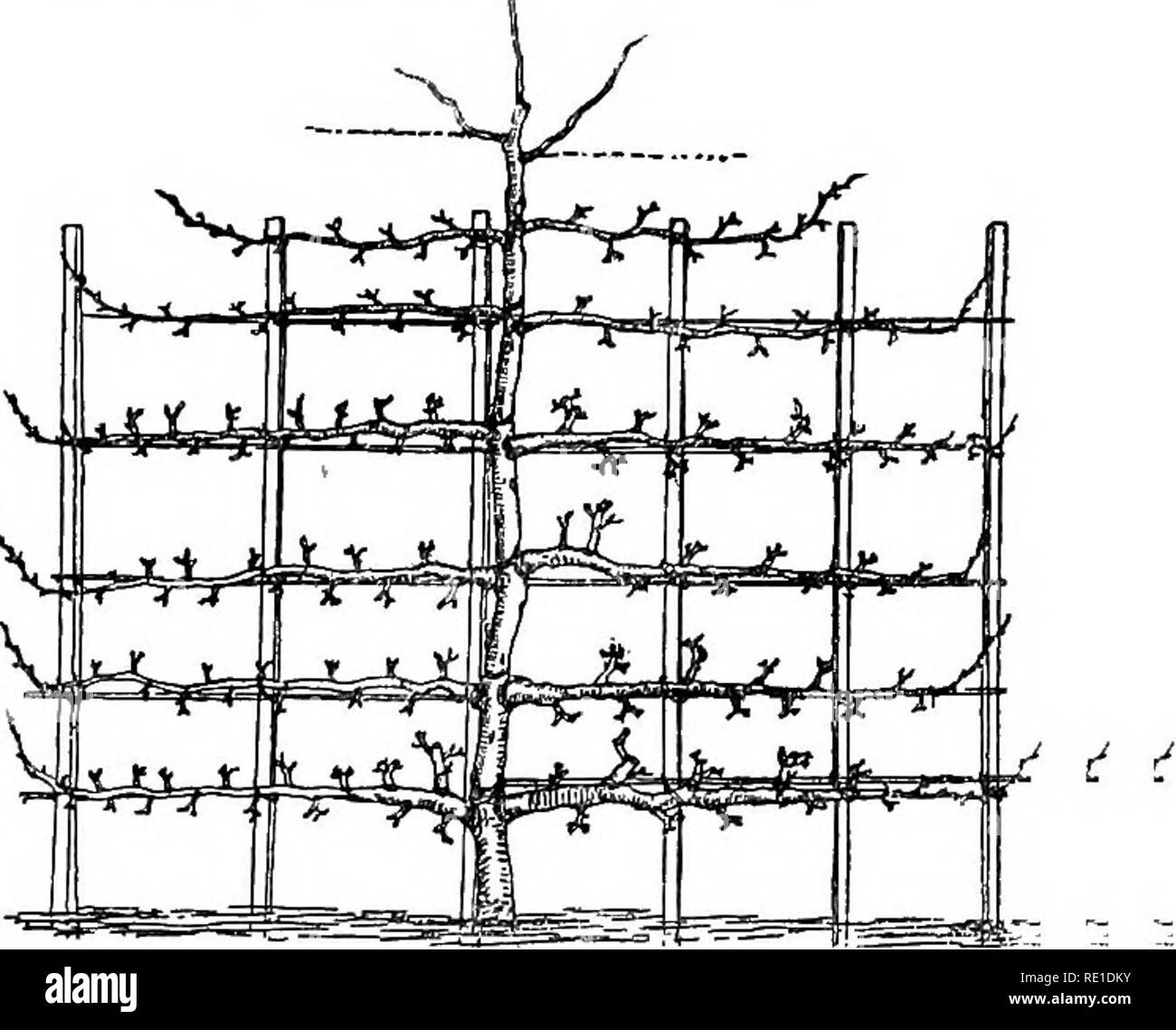 Half hardy annuals and perennials Black and White Stock Photos & Images