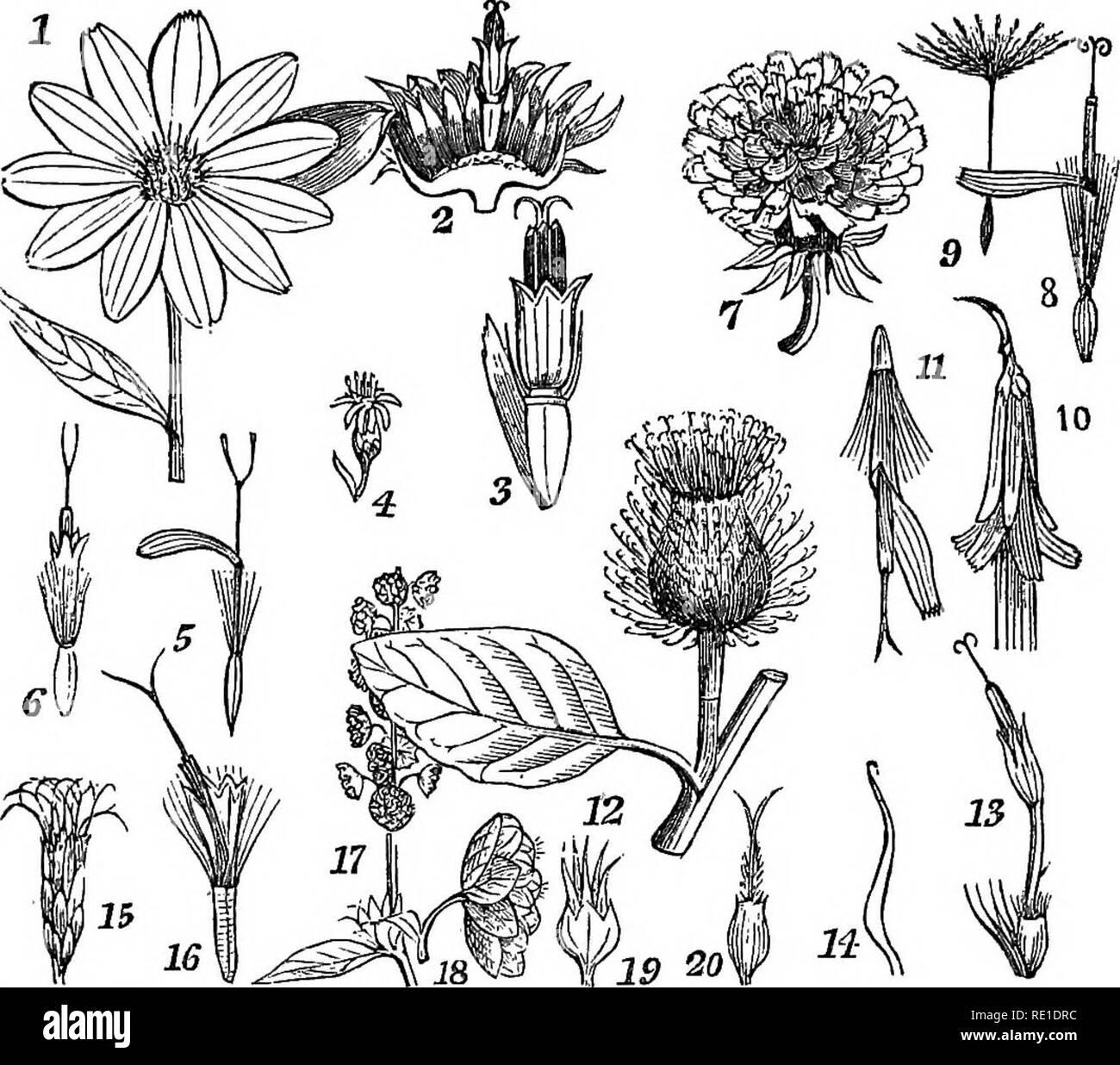 . Class-book of botany : being outlines of the structure, physiology and classification of plants : with a flora of the United States and Canada . Botany; Botany; Botany. Obdhb 'ZO.—composite. 407. tonic and febriftigal, as in the chamomile, colt's-foot, thoroughwort golden rod, etc. Some are anthelmintics from the prevalence of the reainous principle, as tansey, Artemisia, Vernonia. Others arc aromatic and extremely bitter, as wormwood and all the Bpeciea of Artemisia, Other species are very acrid, as nmyweed. The Jerusalem artichoke (Helianthus tuberosus) the vege- table oyster (Tragopogon), Stock Photo