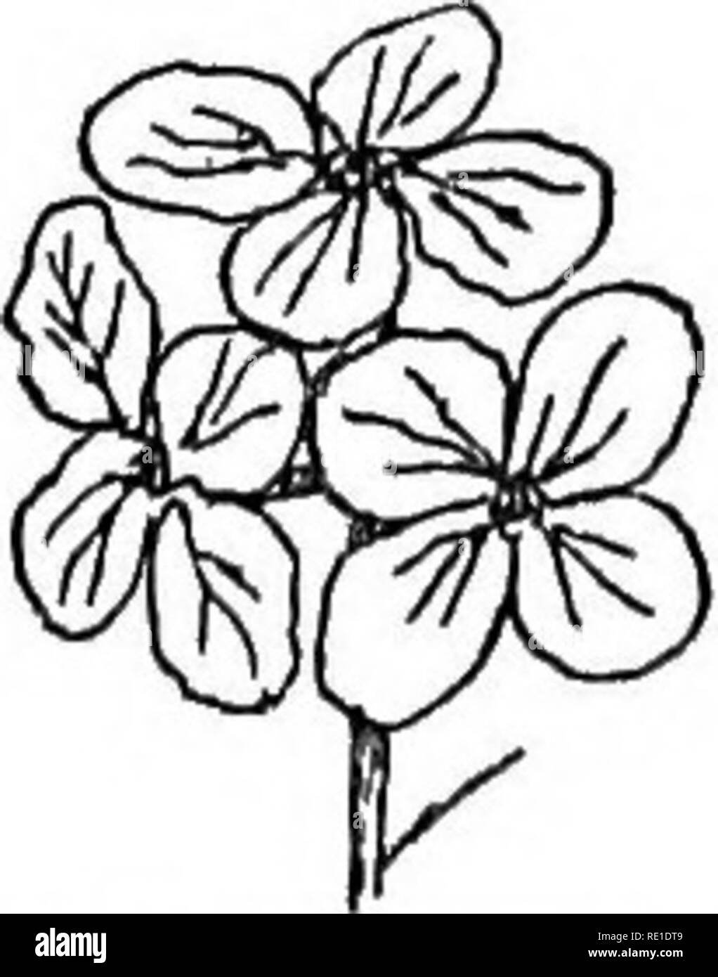 . A practical guide to garden plants, containing descriptions of the