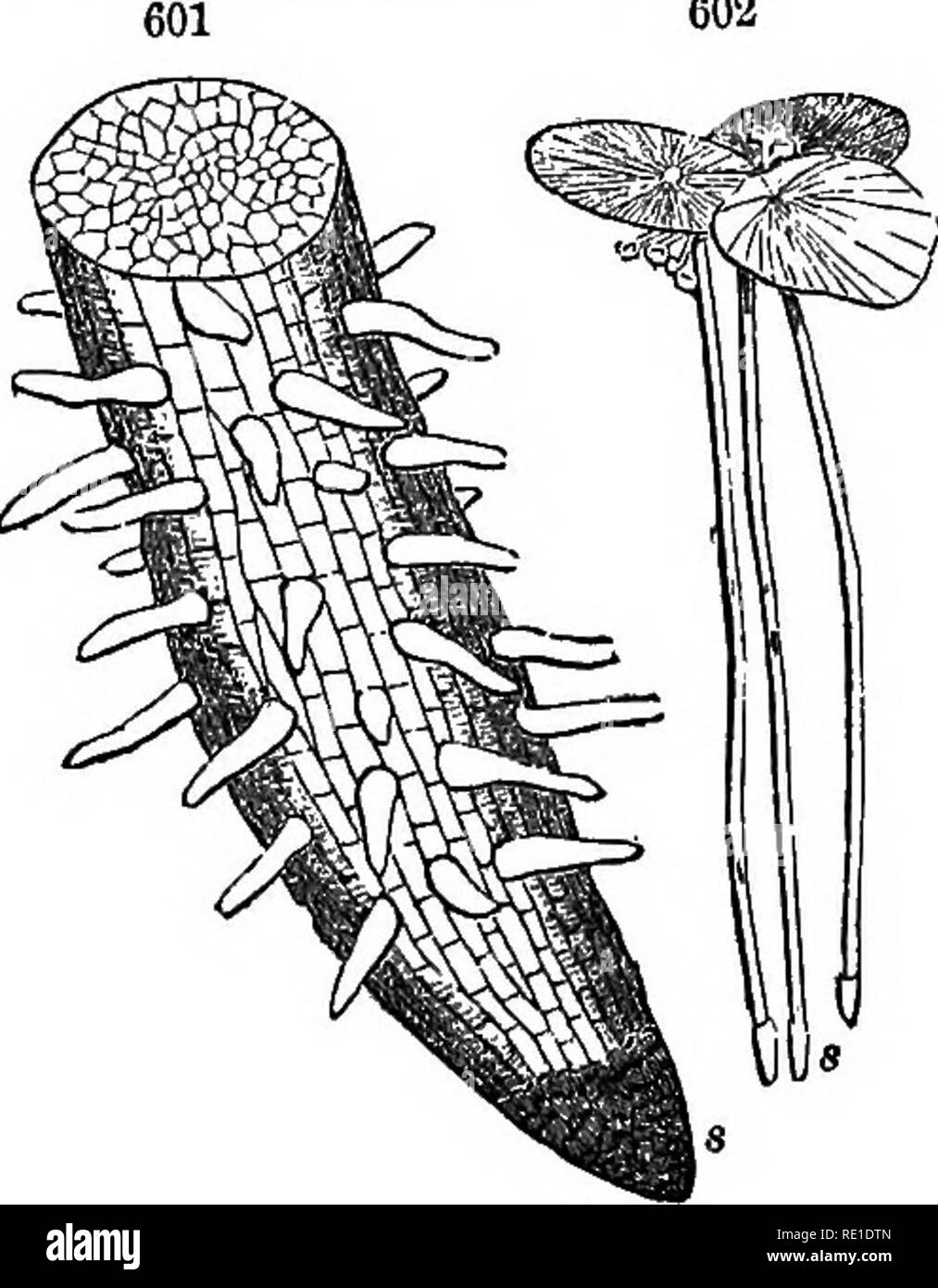 . Class-book of botany : being outlines of the structure, physiology ...