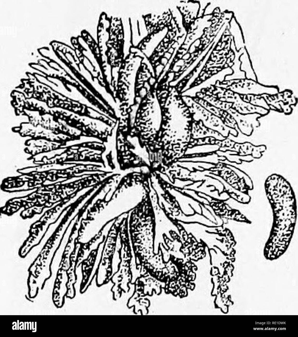 . Special report on diseases of cattle. Cattle. Fig. 17.—Portion of the wall of the first stomach witli conical flukes attached- Several species of roundworms may occur in the fourth stomach. Two of these are of special importance. THE TWISTED STOMACH WORM (H^MONCHUS CONTORTUS). The twisted stomach worm {Ila-monchus contorhcs, figs. 18, 19, 20) is sometimes found in enormous numbers in the fourth stomach of cattle. Slieep, goats, and other ruminants may also be infested with it.  Among tlie sj^mptoms caused by tliis parasite may be mentioned anemia, loss of flesh, general weakness, dullness, c Stock Photo