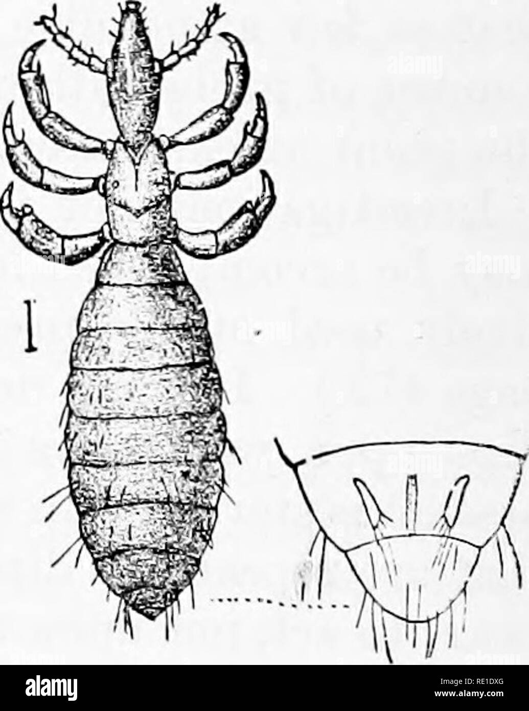 Special Report On Diseases Of Cattle Cattle Iis Blue Lice And