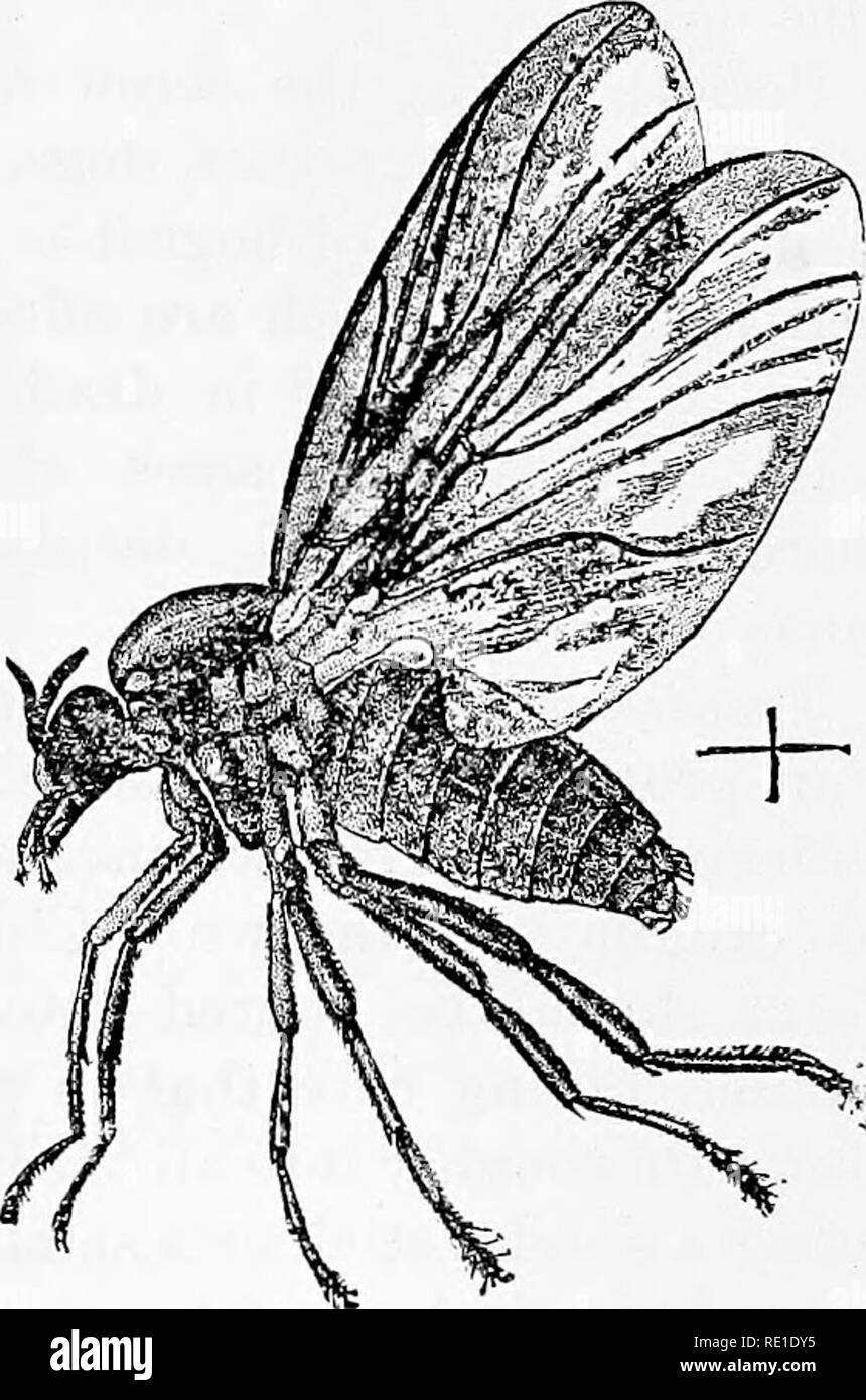 . Special report on diseases of cattle. Cattle. Fig. 7.—Ilornflics iLijperosia iiritans) on cow horn. (From Bureau of Entomology.) of the manure and consequent destruction of the larvae, is, when practicable, an efficient means of reducing the number of these flies. BUFFALO GNATS. These small flies, also known as black flies, are about one-eighth of an inch long and have a characteristic &quot;humped&quot; back (fig. 8). They breed in running water and appear in swarms during spring and summer, often in enormous niunbers, causing great annoyance to stock and human beings, on account of their b Stock Photo