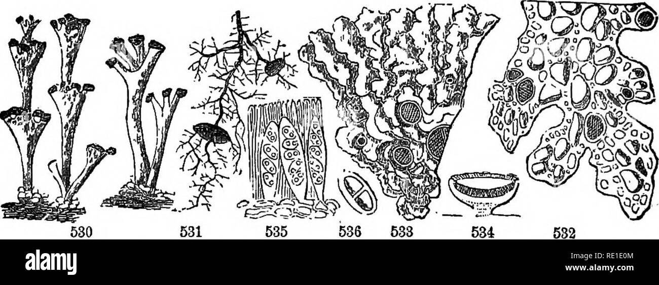 . Class-book of botany : being outlines of the structure, physiology and classification of plants : with a flora of the United States and Canada . Botany; Botany; Botany. 551, Frustules of a Diatomaceous Alga (Diatoraa marinum) separating from each other.. Lichens, 530, CladAiia; the minute thallus at the ba.^6 of the podetia, cup-like above, bearing scarlet conceptacles. 531, Usnea. 532, Sticta. 533, Parmelia. 584, Receptacle,'vertical sec- tion. 535, A portion (highly magni&amp;ed) with thecas aud paraphases. 636, A spore (double). numerous spores. In ferns they grow on the back of the frond Stock Photo