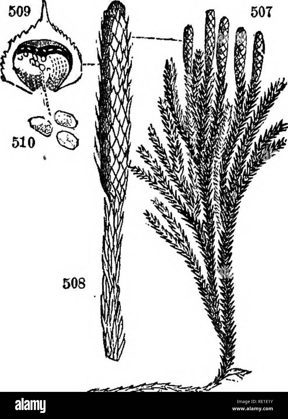 . Class-book of botany : being outlines of the structure, physiology and classification of plants : with a flora of the United States and Canada . Botany; Botany; Botany. 502 503 504 502, Equisetum arvense. 503, E. sylvaticum. 504. Section of the spike. 505, A sporange. 506, A sporo with its elators coiled.. 607, Lyoopodium dendroideum. 508, A single spike. 509, a scale with its sporange bursting. 610, Spores. 624. Classes. The tribe last mentioned are embraced in the class Acrogens, so named by Lindley from their manner of growth {d,Kp6v, point or summit), lengthening into an axis. The remain Stock Photo