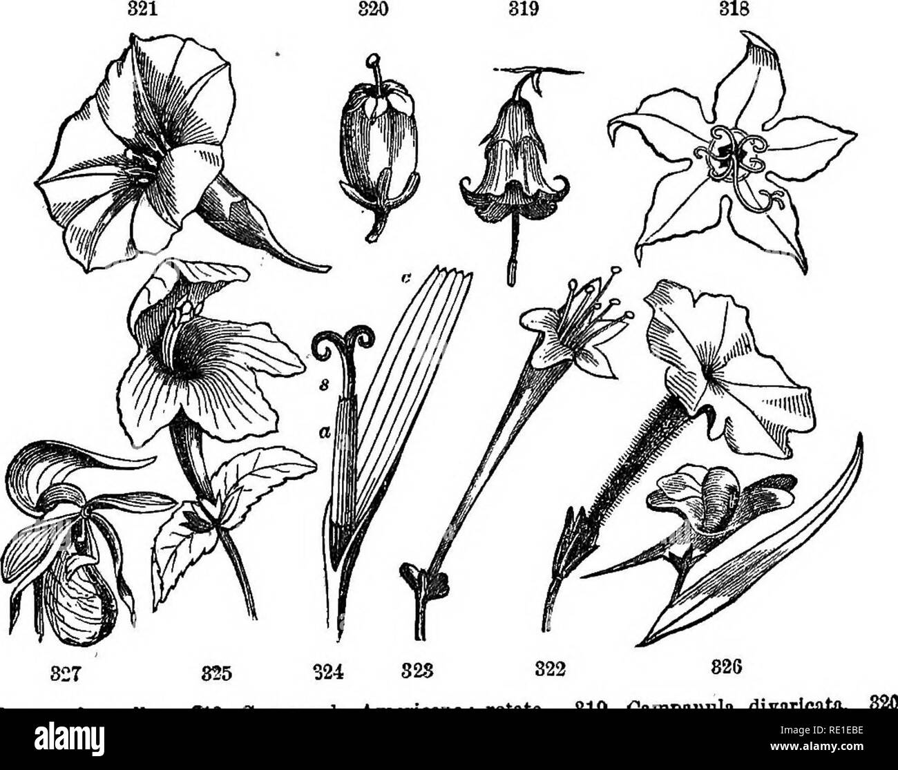 . Class-book of botany : being outlines of the structure, physiology and classification of plants : with a flora of the United States and Canada . Botany; Botany; Botany. THE FLORAL ENVELOPS, OR PERIANTH. 97 4'78. Uecbolate, urn-sliaped; an oblong or globular corolla with a narrow opening, as the whortleberry, heath. 479. FuNNBL-PORM (infundibuliform), narrow tubular below, gradu- ally enlarging to the border, as morning-glory. 480. Salver-form (hypocrateriform), the tube ending abruptly in a horizontal border, as in Phlox, Petunia, both of which are slightly ir- regular. 481. Tubular, a cylin Stock Photo