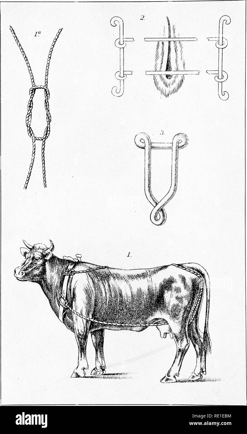 Prolapsed Uterus In Cows