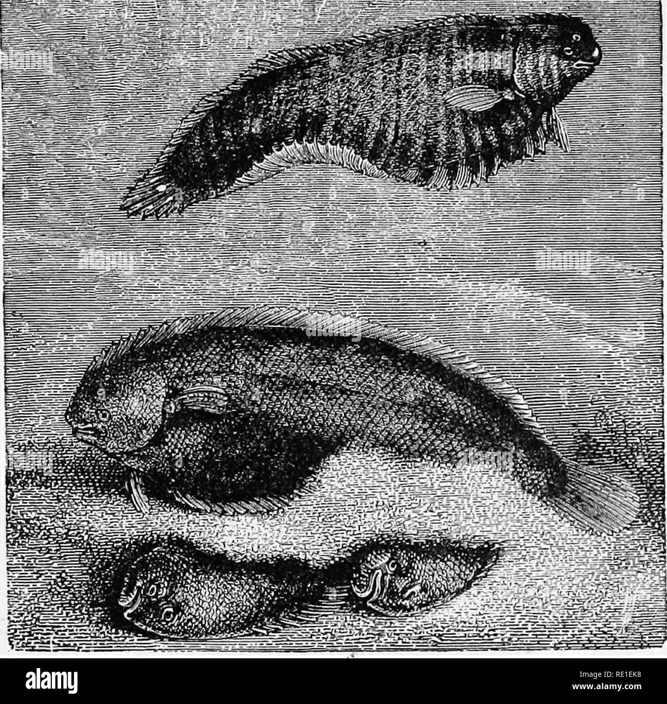 The World Of Animal Life Zoology Eels 319 So This Eye Begins To