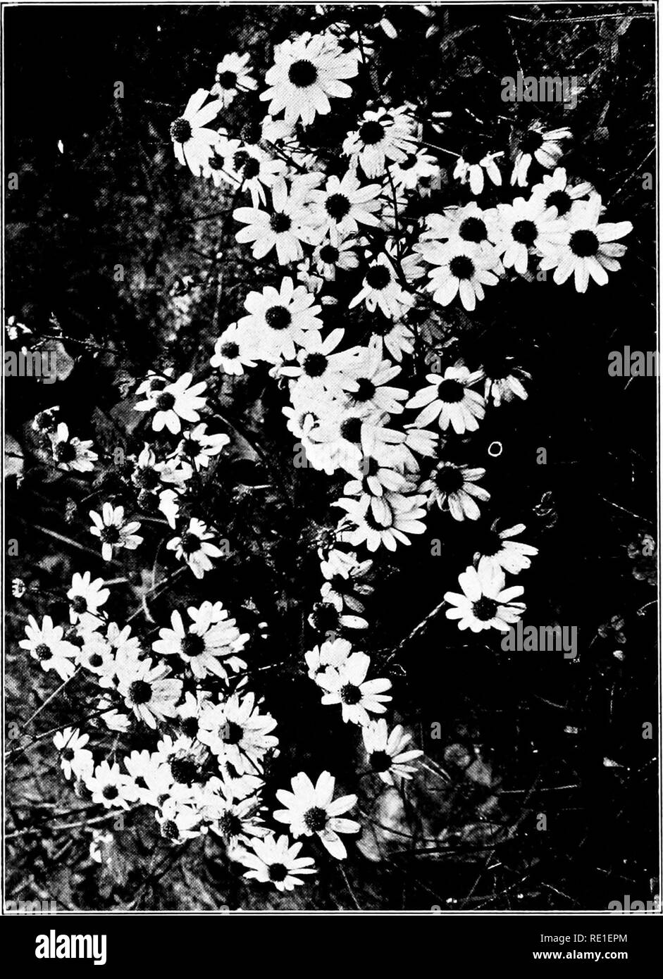 Wallpaper Plant Culture A Working Hand Book Of Every Day Practice For All For Android