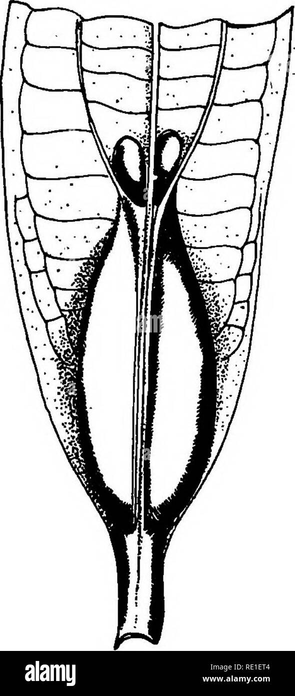 . La biologie des plantes ... Plant ecology. B ^'i&quot;d'^' 7 ^' r'&quot;',','^ de Milastomacie (Tococca guianensis) avec sac k fourmis k la base.- J3, base d une feuiUc de Tococca lancifolia, montrant les deux sacs formicaires. Fig. A, dess. de R, C.; fig. B, d'aprts Schumann. est amus^ de les entendre en g^missant, sauter sur une jambe ou sur Fautre jusqu a ce qa'k son tour il soit forc^ de faire la mgme danse, les m^mes grimaces. Mais il s'agit ici de ces curieuses fourmis qui se sont r^fugi&amp;s sur les v^g^taux inond^s des Ygapo. Nous avons d^jk parM de. Please note that these images ar Stock Photo