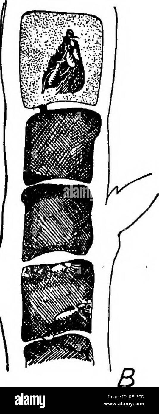 Cecropia Black And White Stock Photos Images Alamy