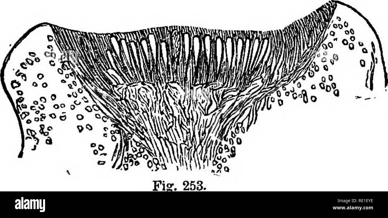 . The elements of structural botany with special reference to the study of Canadian plants ... Plant physiology; Plant anatomy. CHARA. 203 The question as to the origin of the gonidia is not yet settled. 353. The Structure of the apothecium is very well shown in Fig. 253. From the hyphse are developed large, club-shaped, vertical cells (the asci) whicli penetrate between the narrower vertical branches of the hyphse (the paraj&gt;hysesy. In the asci arise the spores (technically, ascogpores), usually eight in each, and these when mature are discharged from the asci, and give rise to new plants. Stock Photo
