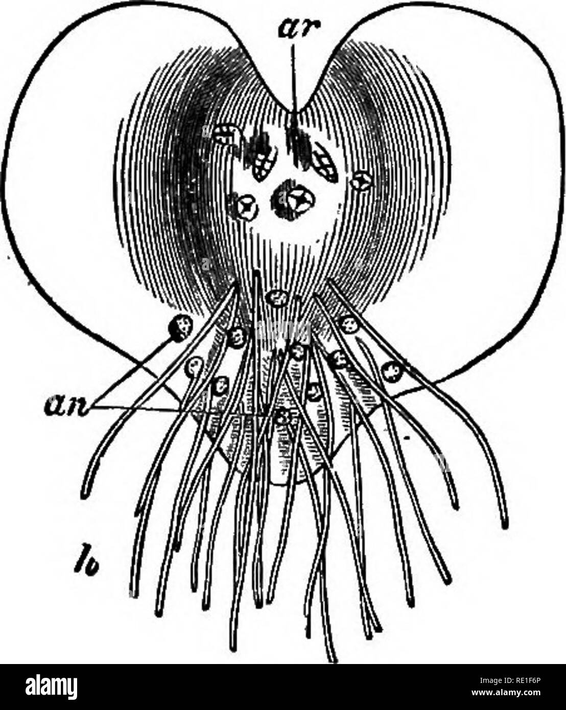 . The elements of structural botany with special reference to the study ...