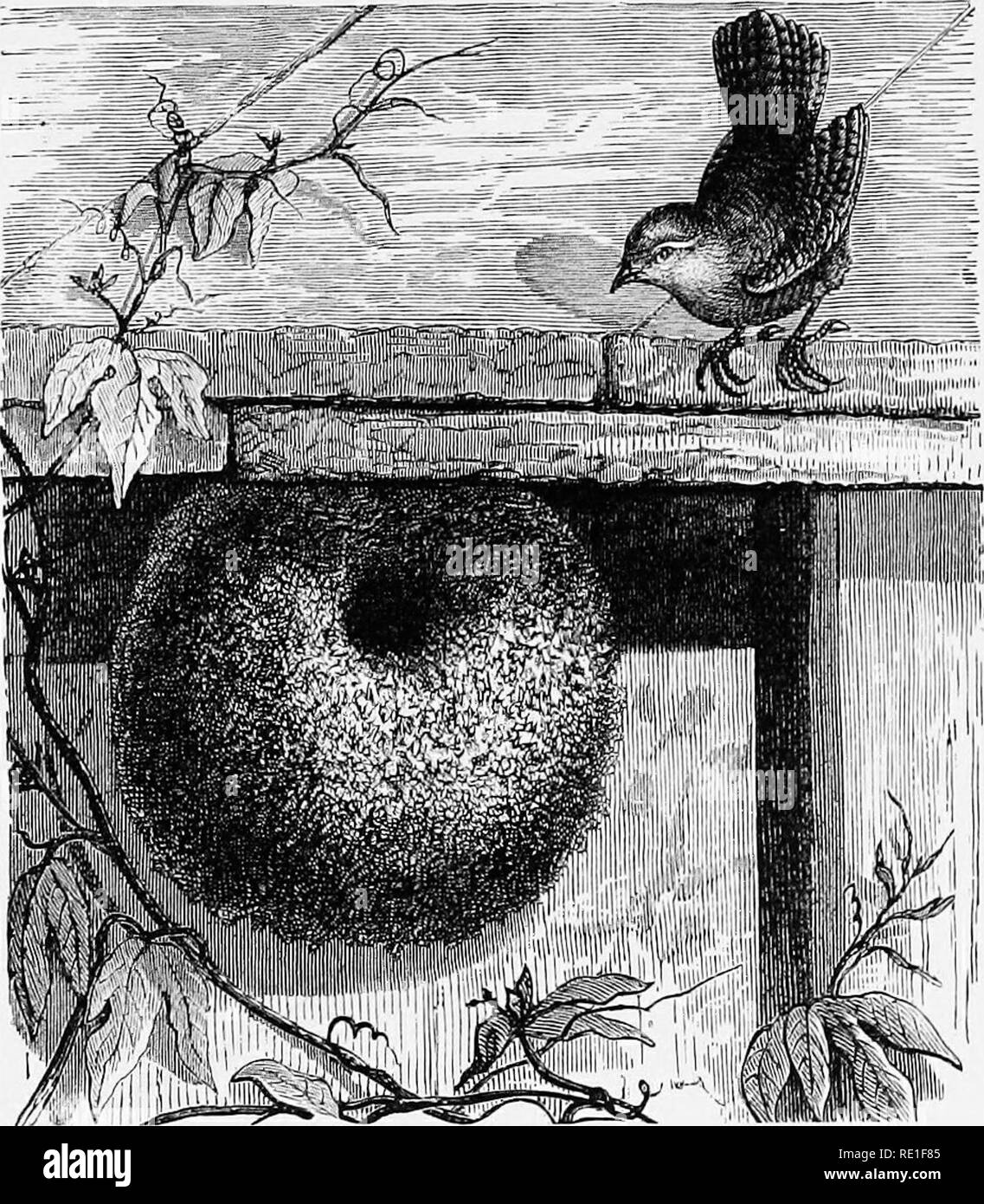 The world of animal life. Zoology. THE COMMON WREN 217 If the nest is built  among dry leaves, it covers it with leaves; if it is placed among moss, it  covers