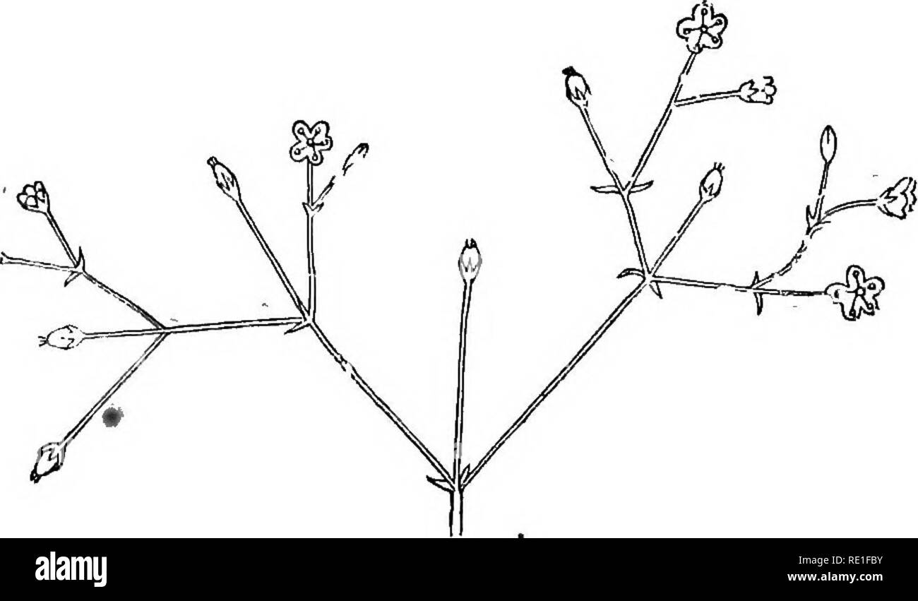 . The elements of structural botany with special reference to the study of Canadian plants ... Plant physiology; Plant anatomy. 126 ELEMENTS OF STRUCTURAL BOTAKY. upper ones, so that all the blossoms are nearly on the same level, the cluster is a corymb (Fig. 170). If the flowers in a head were elevated on separate pedicels of the same length, radiating like the ribs of an umbrella, we should have an umbel, of which the flowers of Geranium and Parsnip (Fig. 51) are examples. A raceme will be compound (Fig. 171) if, instead of a solitary flower, there is a raceme in each axil, and a similar rem Stock Photo