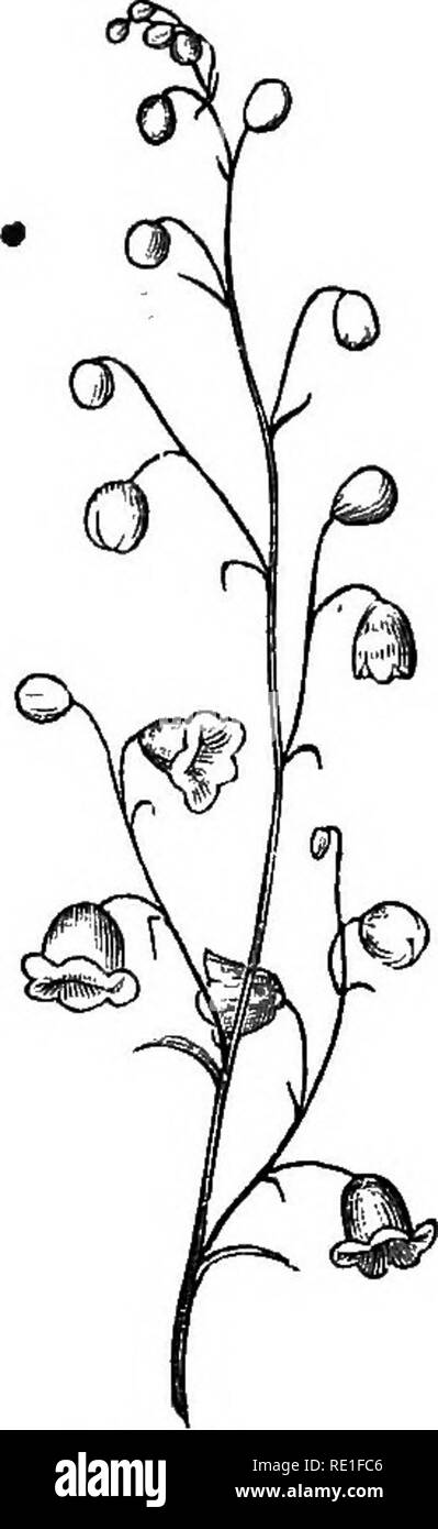 . The elements of structural botany with special reference to the study of Canadian plants ... Plant physiology; Plant anatomy. Fig. 170.. Fig. 111. internodes of a spike to be suppressed so that the flowers are densely crowded, you will have a he&amp;d, of which Clover and Button-bush supply instances. , If the lower pedicels of a raceme are considerably longer than the Fig. 170.—Plan of the simple corymb. Fig. 171.—Compound raceme; (Gray.). Please note that these images are extracted from scanned page images that may have been digitally enhanced for readability - coloration and appearance of Stock Photo