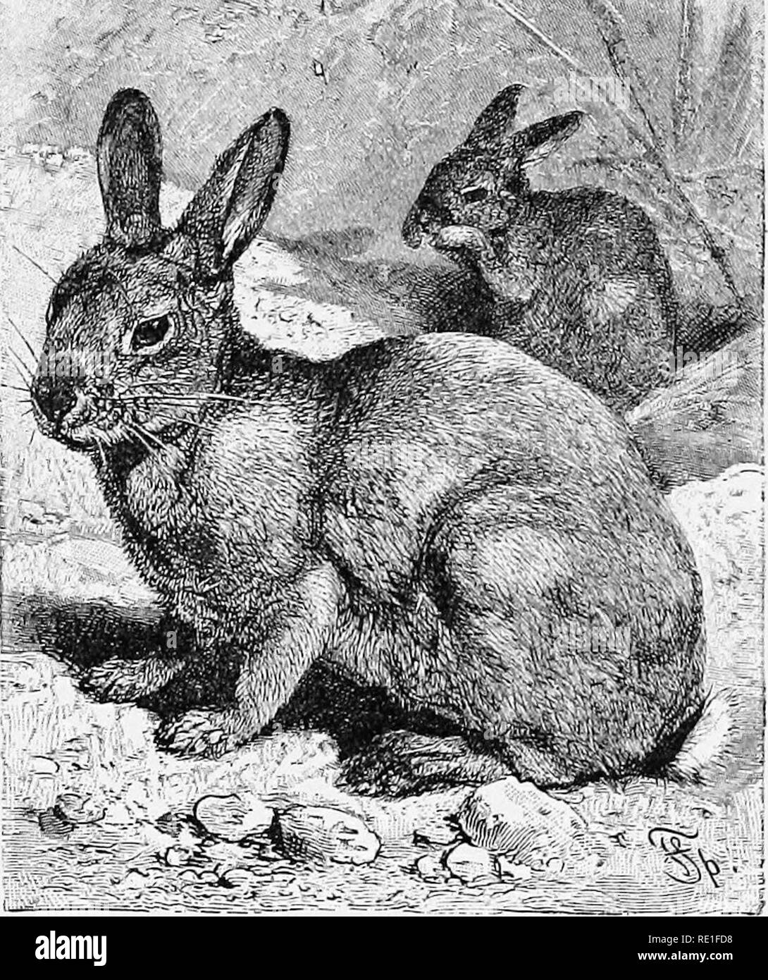 The world of animal life. Zoology. THE RABBIT 173 THE RABBIT The common  rabbit lives in holes which it digs in the ground. These holes are known as  burrows; and, when