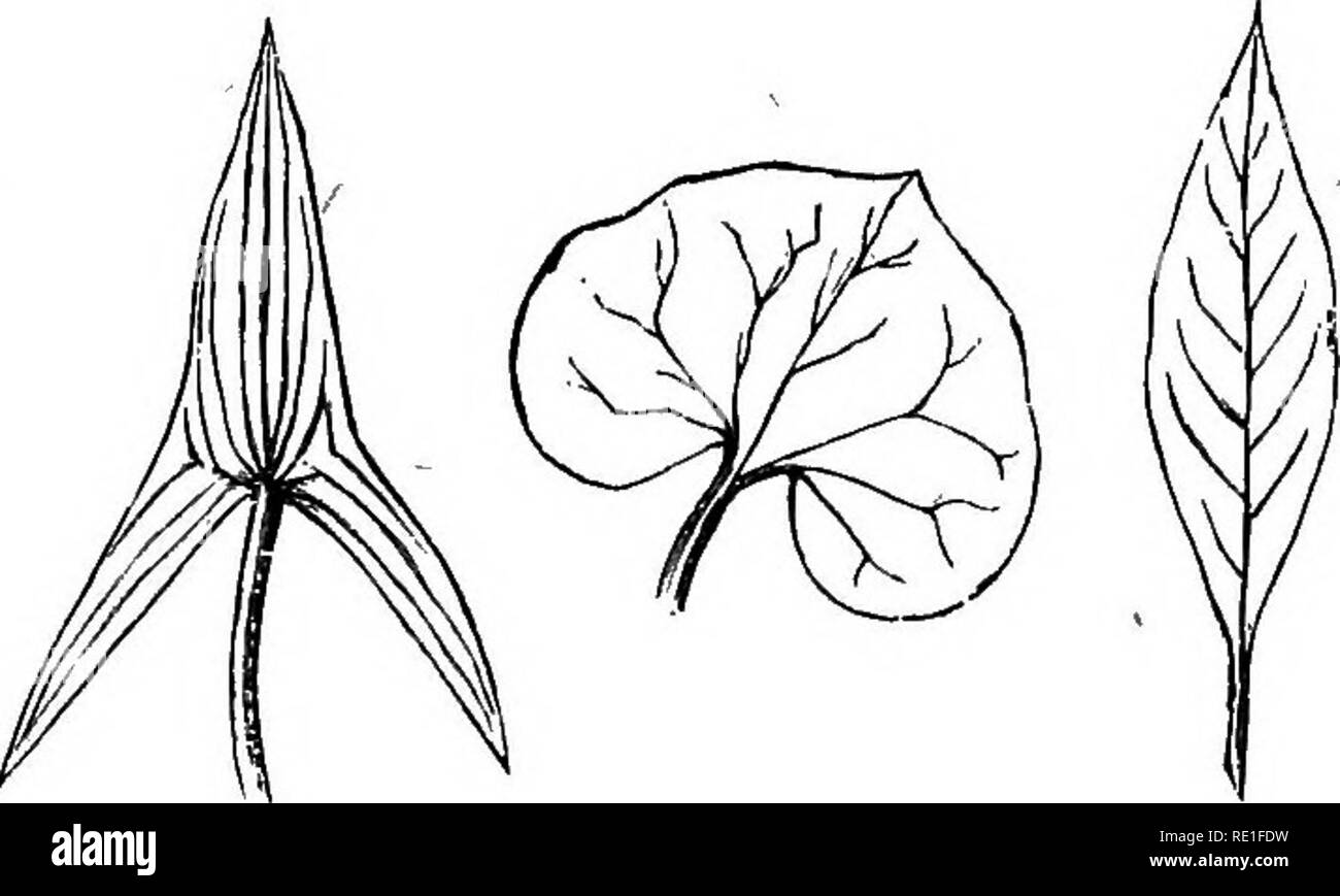 The Elements Of Structural Botany With Special Reference To The Study Of Canadian Plants Plant Physiology Plant Anatomy 116 Elements Of Structueal Botany 174 In The Third Class As Quot The