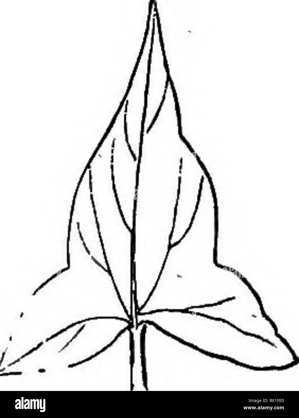 . The elements of structural botany with special reference to the study of Canadian plants ... Plant physiology; Plant anatomy. Fig. 152. Fig. 153. Fig. 149. Fig. IBO. Fig. 161. i^elation between the length and the breadth of the leaf. fWhen the leaf is extremely narrow in comparison with its length, as in the Pine, it is acicular or needle-shaped (Fig. 145). As the width increases, we pass-through the forms known as linear, oblong, oval, and finally orbicular, in which the width and length are nearly or quite equal (Fig. 146).. Fig. 1B4. 173. In the second class the dififerent forms arise fro Stock Photo