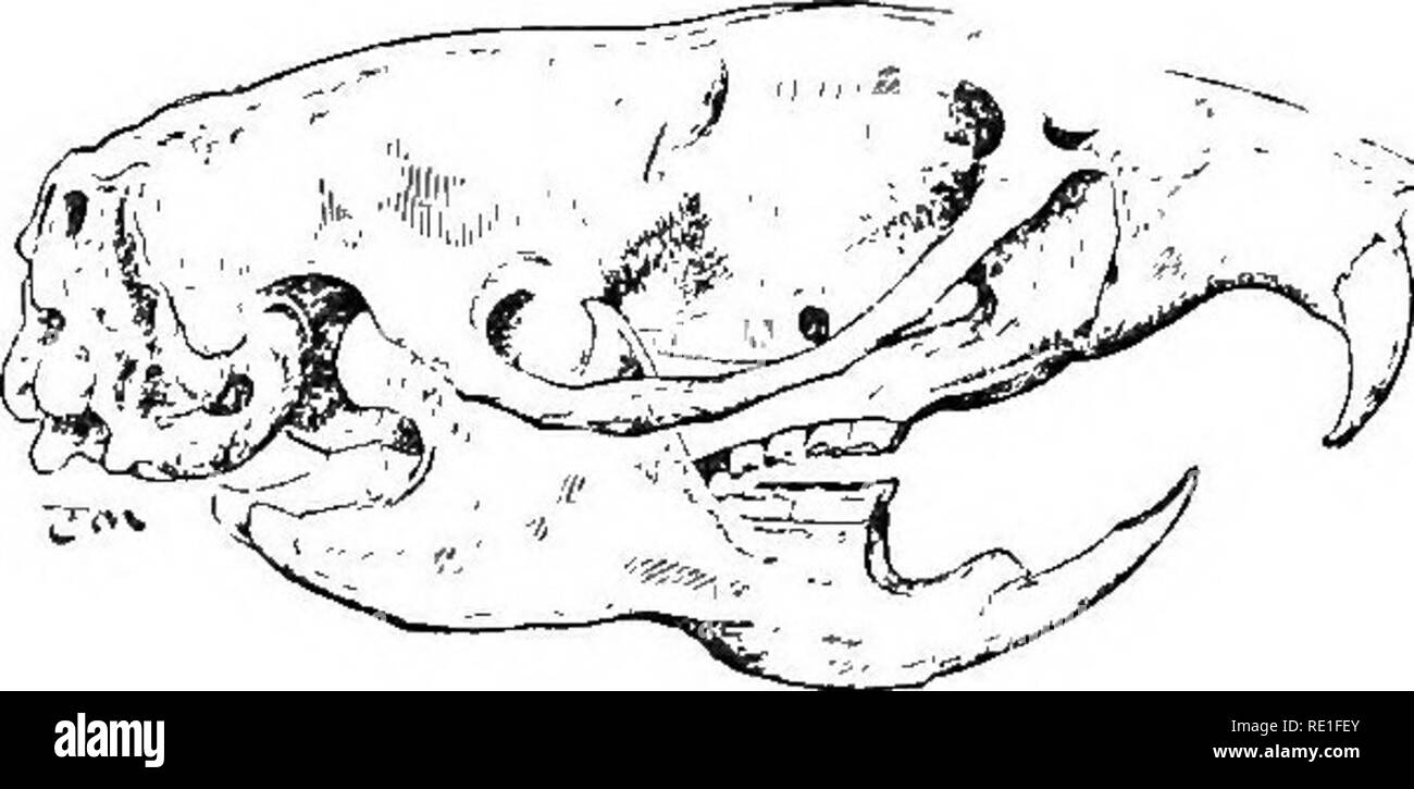 The world of animal life. Zoology. 158 THE WORLD OF ANIMAL LIFE RODENTS This is a very large group of animals. So large is it, indeed, that about one-third of all The world of animal life. Zoology. 158 THE WORLD OF ANIMAL LIFE RODENTS This is a very large group of animals. So large is it, indeed, that about one-third of all